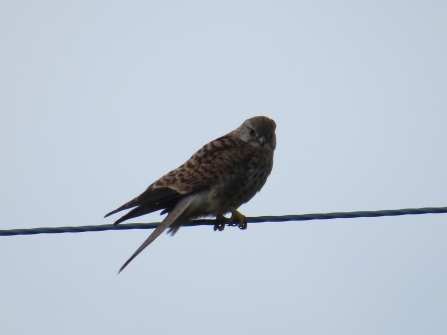 Kestrel