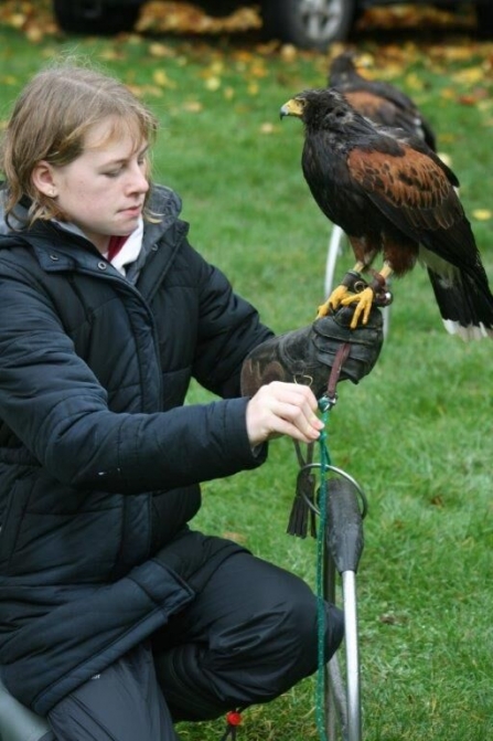 Harris Hawk