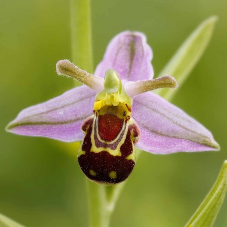 Bee Orchid © Jon Hawkins, Surrey Hills Photography