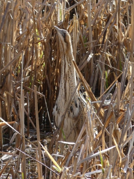 Bittern in the sunshine © Bob Chapman