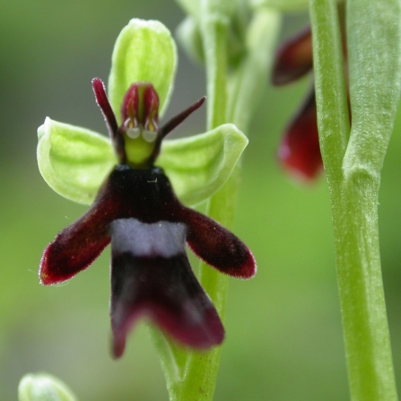 Fly Orchid © Philip Precey
