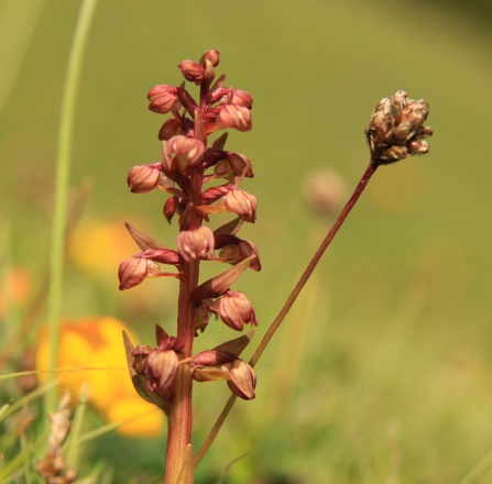 Frog Orchid © Kieron Heston