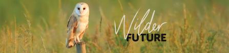 Wilder Future - barn owl