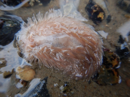 Grey sea slug © Jenny Mallinson