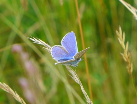 Common Blue Butterfly