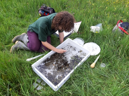 Trainee Ecologist Kate Gwynn conducting a riverfly survey at Trust site: Winnall Moors