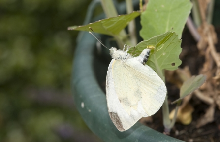 Large White Butterfly © David Foker