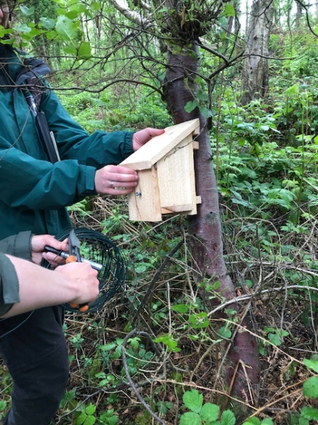 Dormouse box