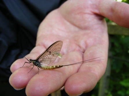 Ephemera danica Mottisfont BR