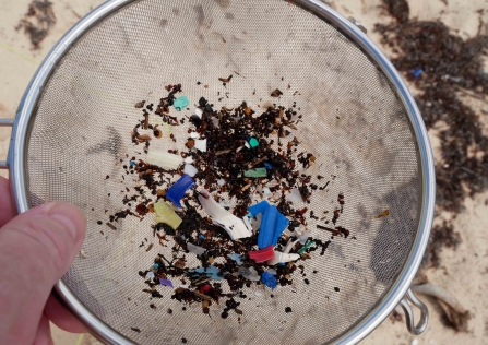 Microplastics collected in Sian Ka'an using the Big Microplastic Survey © David Jones/Just One Ocean