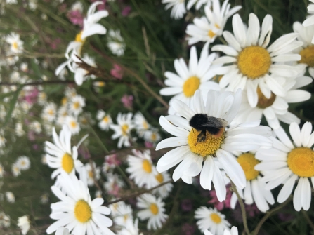 Bumblebee at Barton Meadows