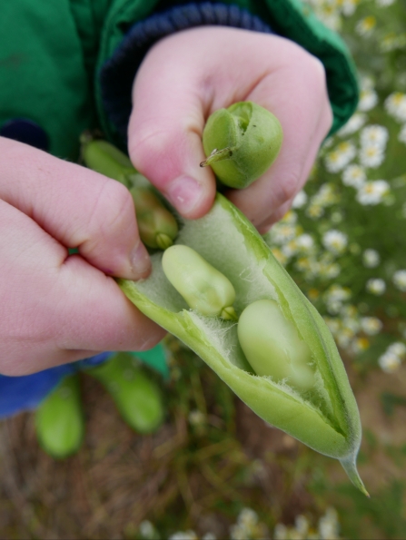 Beans © Gemma Paul