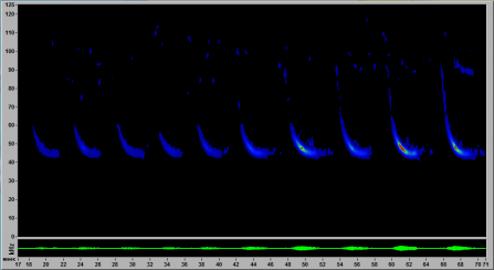 A screenshot from Sonobat software showing a hockey stick shaped common pipistrelle call