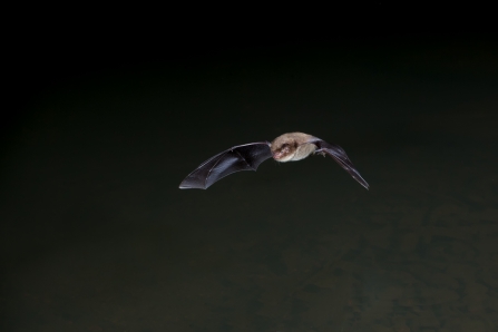 Daubenton's Bat © Dale Sutton 2020VISION