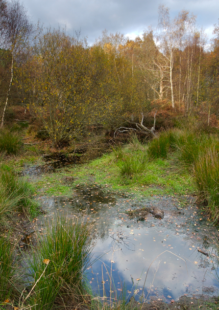 Image of pond in Pamber Forest by Peter Emery
