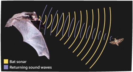A diagram showing how bat calls reflect off objects and return to the bat, providing spatial information to the bat