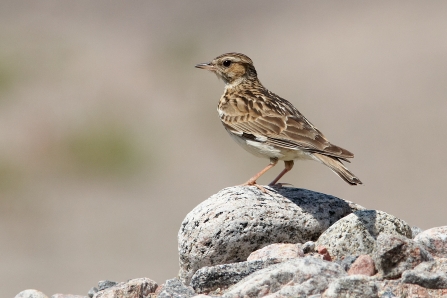 Woodlark © Stefan Johansson