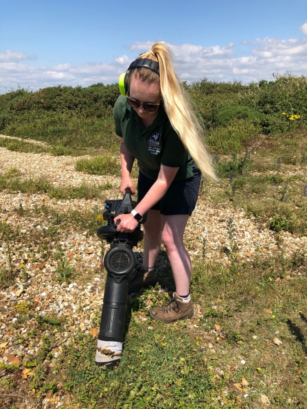 The modified leaf blower being used to survey for Gilkicker Weevils