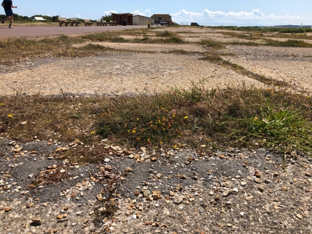 Promenade at Gosport, showing Gilkicker Weevil habitat 