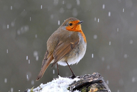 Robin in the Snow, by Tim Withall