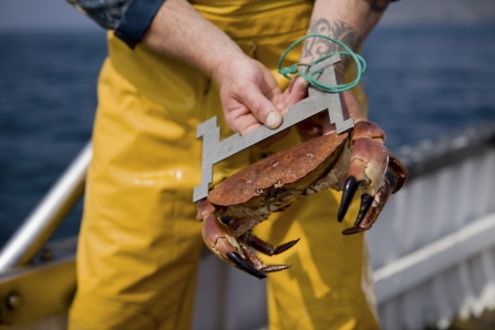 Shore crab being measured © Toby Roxburgh/2020VISION