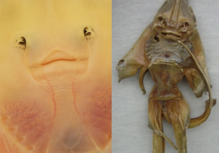 Thornback ray © Amy Lewis and Jenny Haniver © M Violante