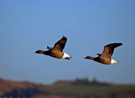Two Dark-bellied Brent geese captured mid-flight