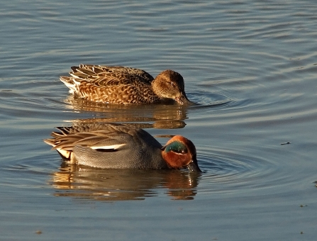 A male (front) and female (back) teal drink fresh lakewater!