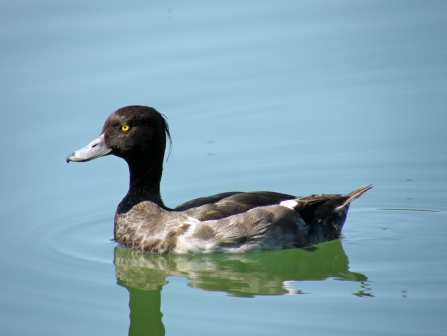 a male tufted duck glides accross fresh lakewater