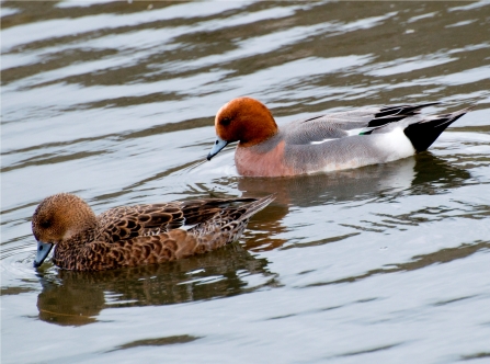 A female (left) and male (right) wigeon enjoying a swim!