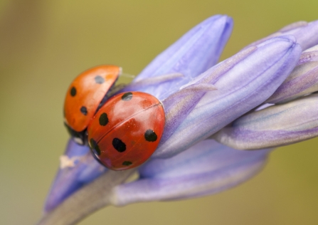 ladybird