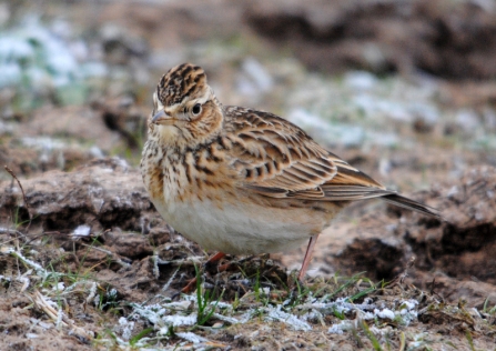 Skylark on frosted ground 