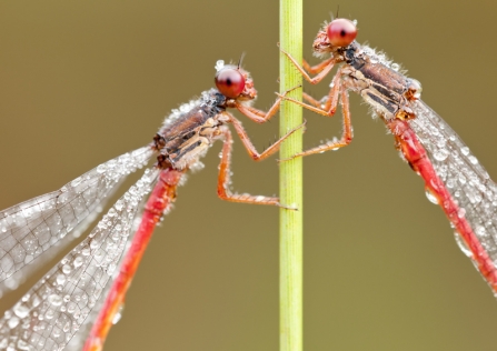 Small red damselflies in morning dew