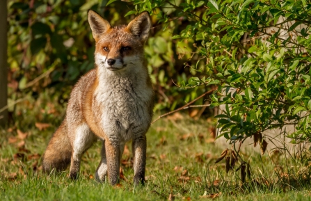 Fox by Andy Ames