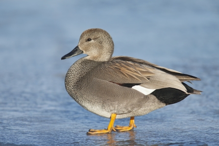 Gadwall male 