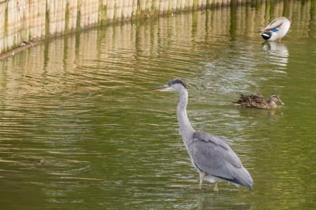 Grey Heron by Andy Ames