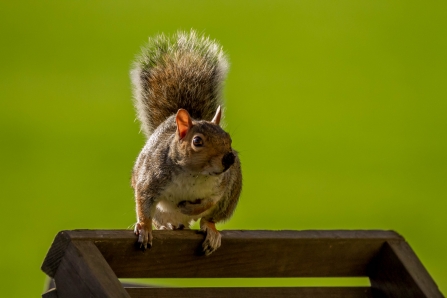 Grey Squirrel by Andy Ames