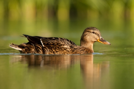 Mallard female