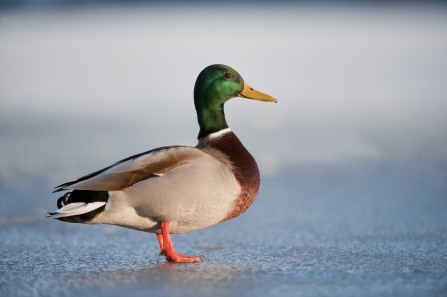 Mallard male 