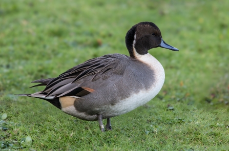 Pintail male