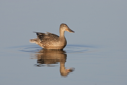 Shoveler female