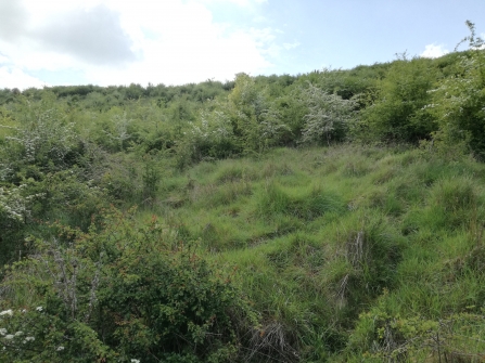 Deacon Hill Grassland