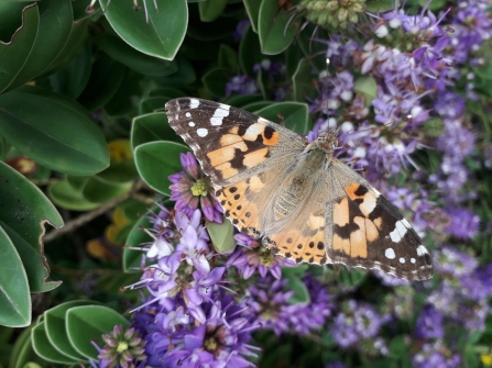 Butterfly in Jan Stroud's Wildlife Meadow