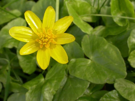 Lesser celandine