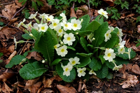 Primrose