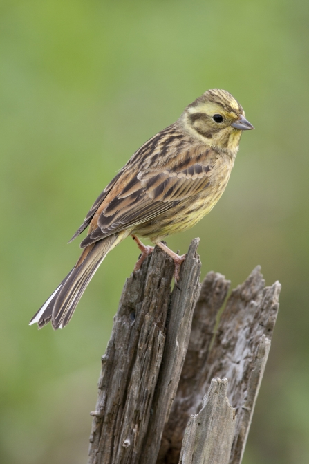 Yellowhammer on post © Tom Marshall