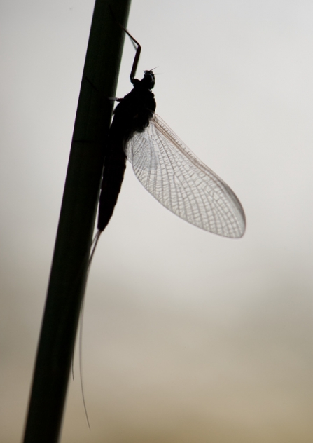 Mayfly