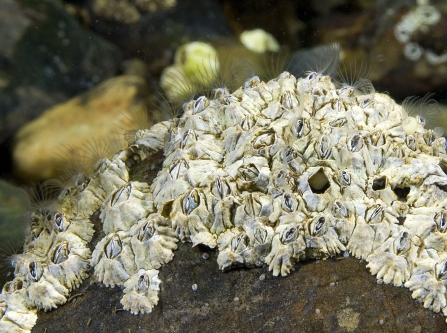 Acorn barnacles © Paul Naylor