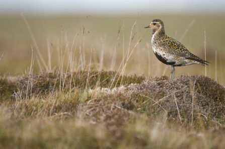 Golden plover (c)Andrew Parkinson2020VISION