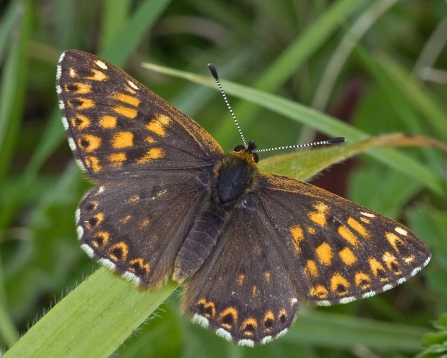 Duke of Burgundy